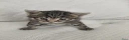 Maine Coon cats for sale: Mixed Maine Coon Tabby - Advert 3