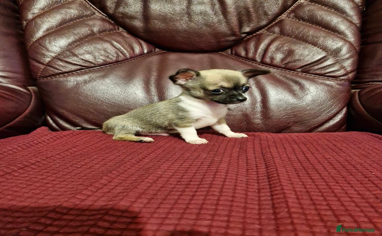 Chihuahua dogs - Advert 3