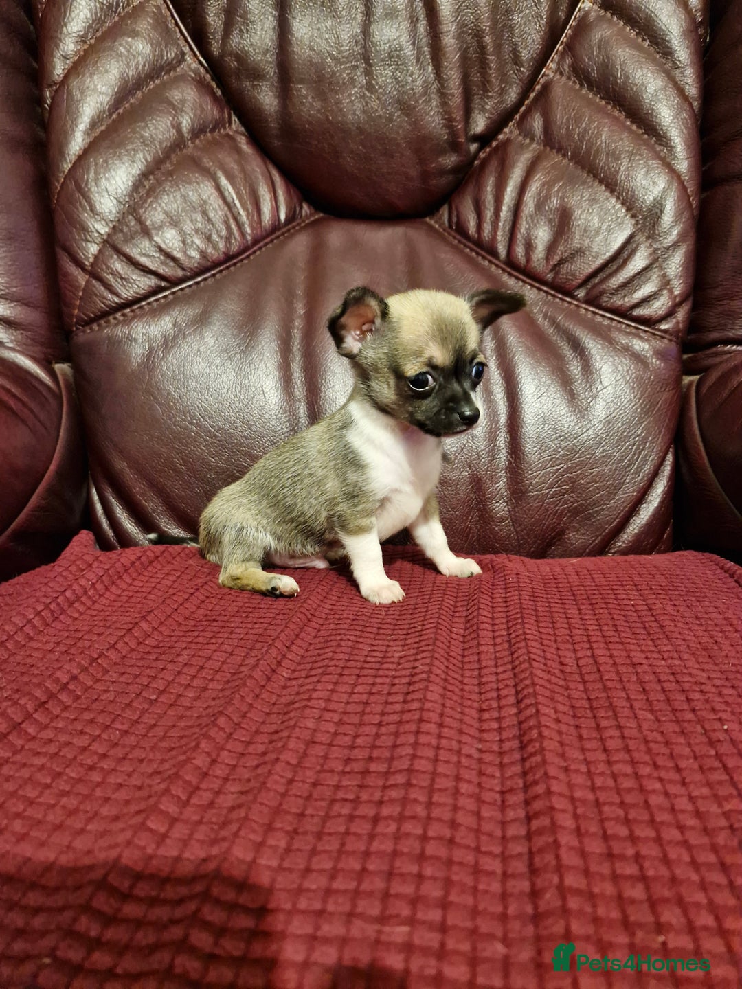 Chihuahua dogs for sale: Chihuahua puppies - Image 1