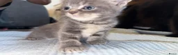 Persian cats for sale: Persian Black Mix  - Advert 7