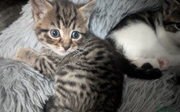 Mixed Breed cats for sale: Beautiful British Shorthair cross kittens  - Image 5