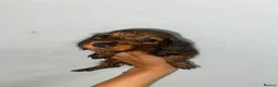 Miniature Dachshund dogs for sale: Stunning full fluffy miniature dachshunds - Advert 11