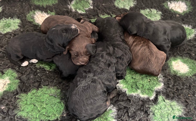 Cockapoo dogs - Advert 1
