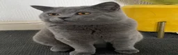 British Shorthair cats for sale: British Short hair Cat (Male) - Advert 9
