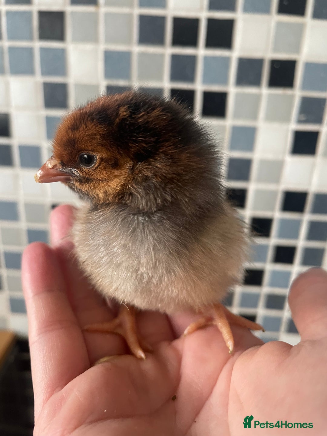 Chickens poultry for sale: Wyandottes, orpingtons - Image 1