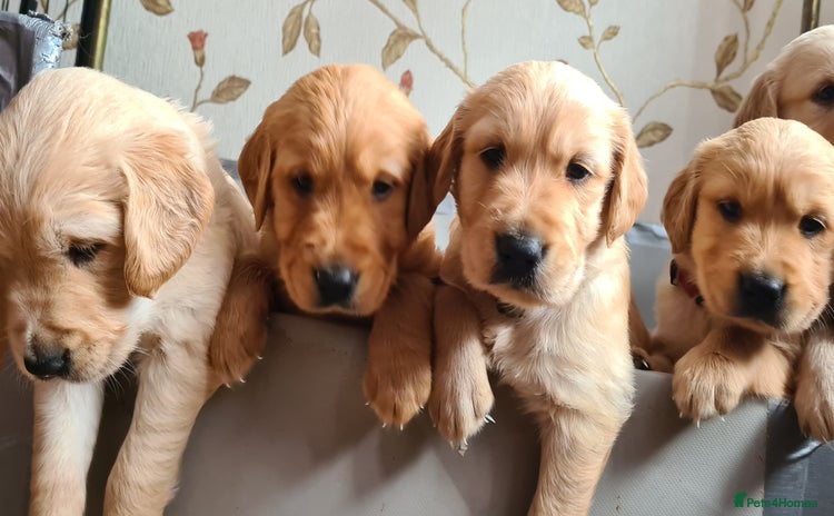 Golden Retriever dogs - Advert 2