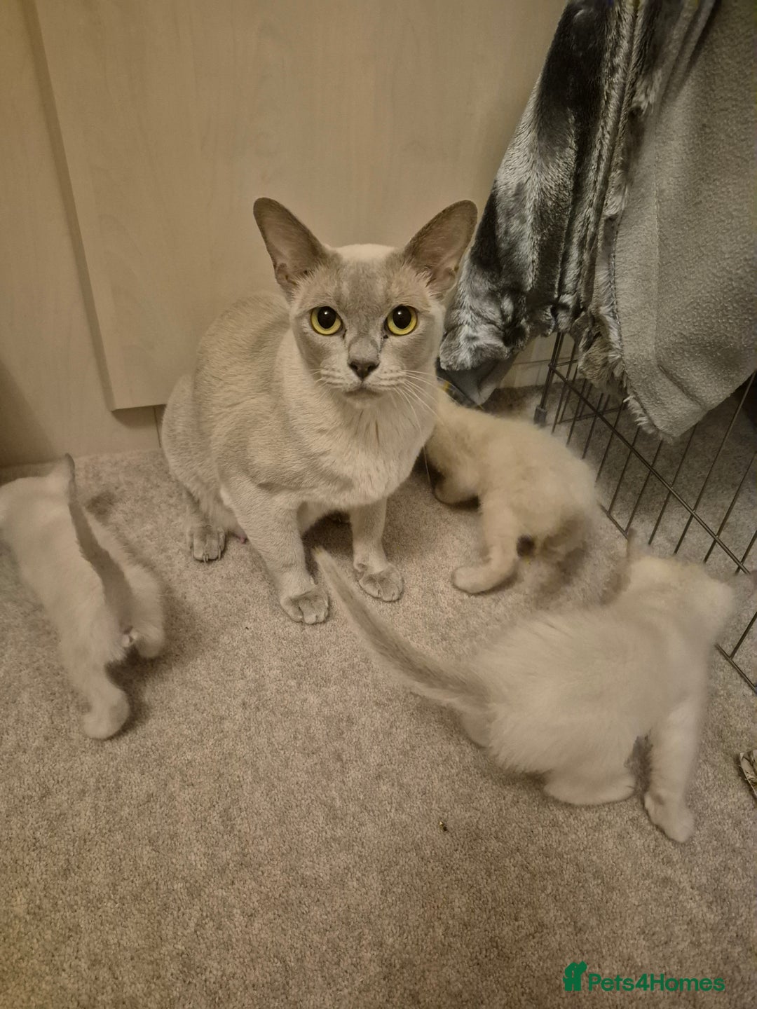 Mixed Breed cats for sale: Lovely Tonkinese(Burmese/Siamese) - Advert 2