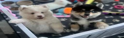 Pomsky dogs for sale: WAITING LIST FOR POMSKY PUP - Advert 5