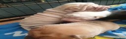 Shar Pei dogs for sale: Wrinkley cuddley shar pei pups  - Advert 7