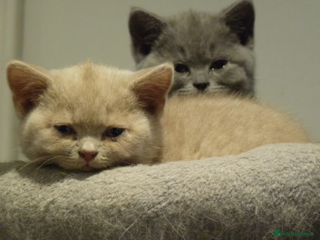 British Shorthair cats for sale: four beautiful british shorthair kittens for sale - Advert 6