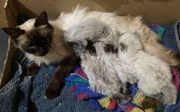 Ragdoll cats for sale: Lovely Kittens - Image 10