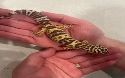 Leopard Gecko reptiles for sale: Female leopard gecko  - Image 3