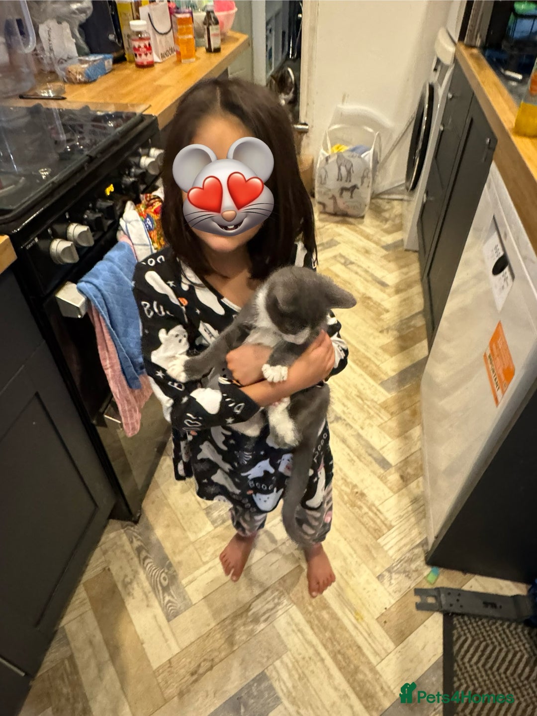 Mixed Breed cats for sale: Beautiful 10week old Kitten - Advert 4