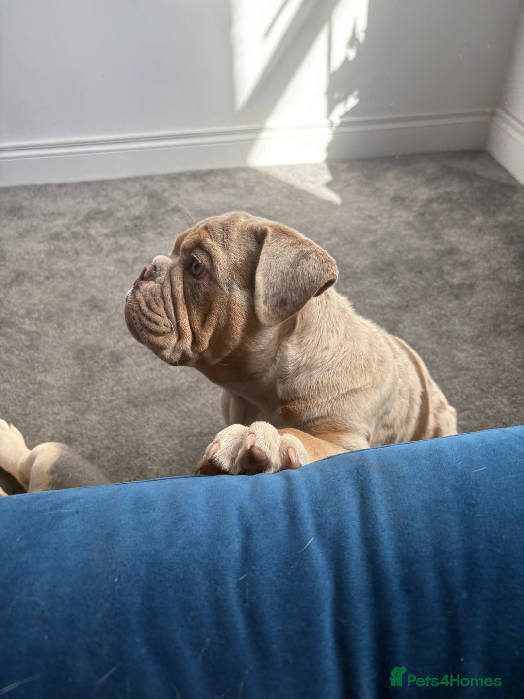 English Bulldog dogs for sale: English Bulldog pup C1 carries fluffy & curly coat - Image 5