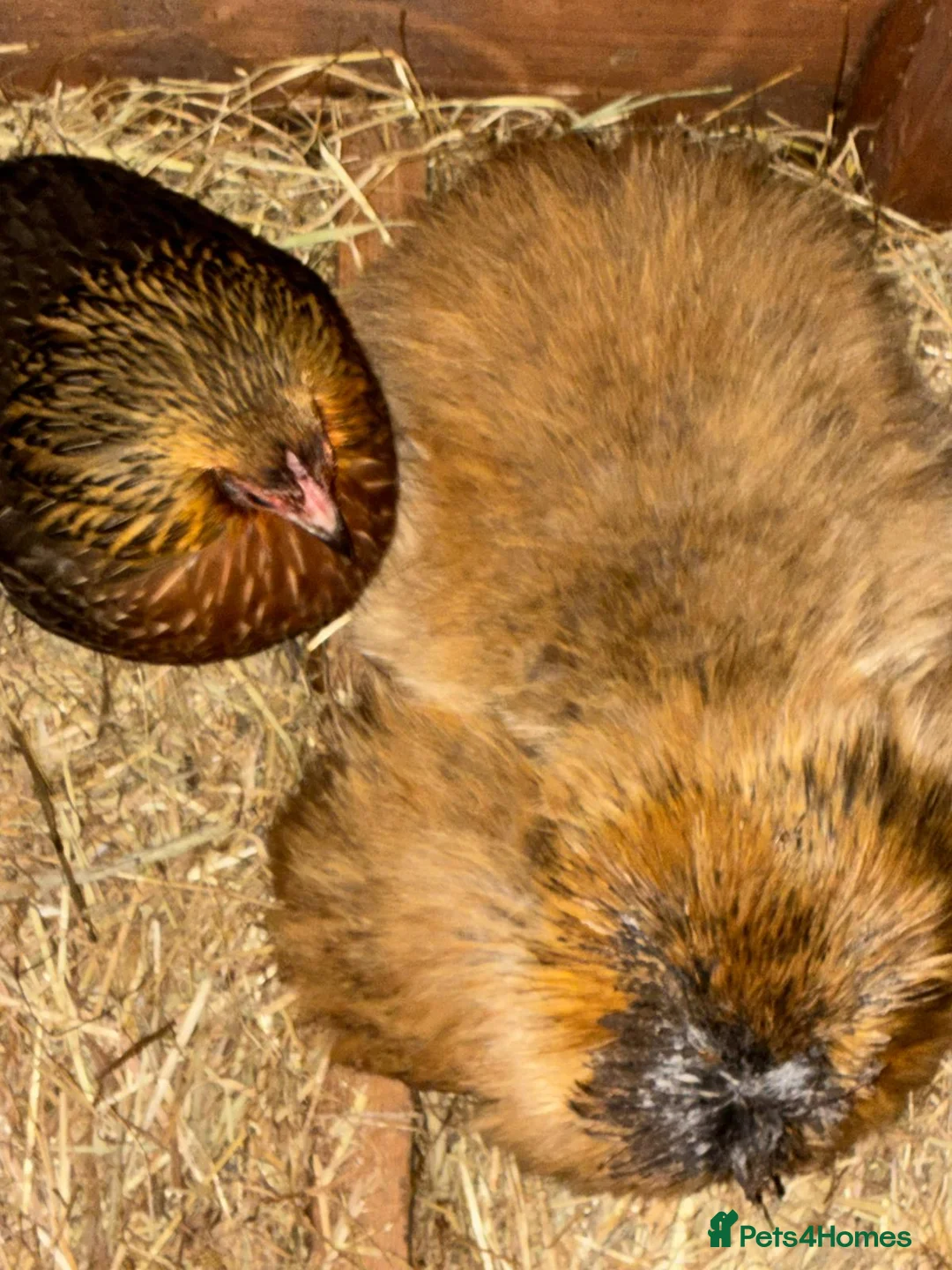 Chickens poultry for sale: 4 chickens  in Exeter - Advert 3