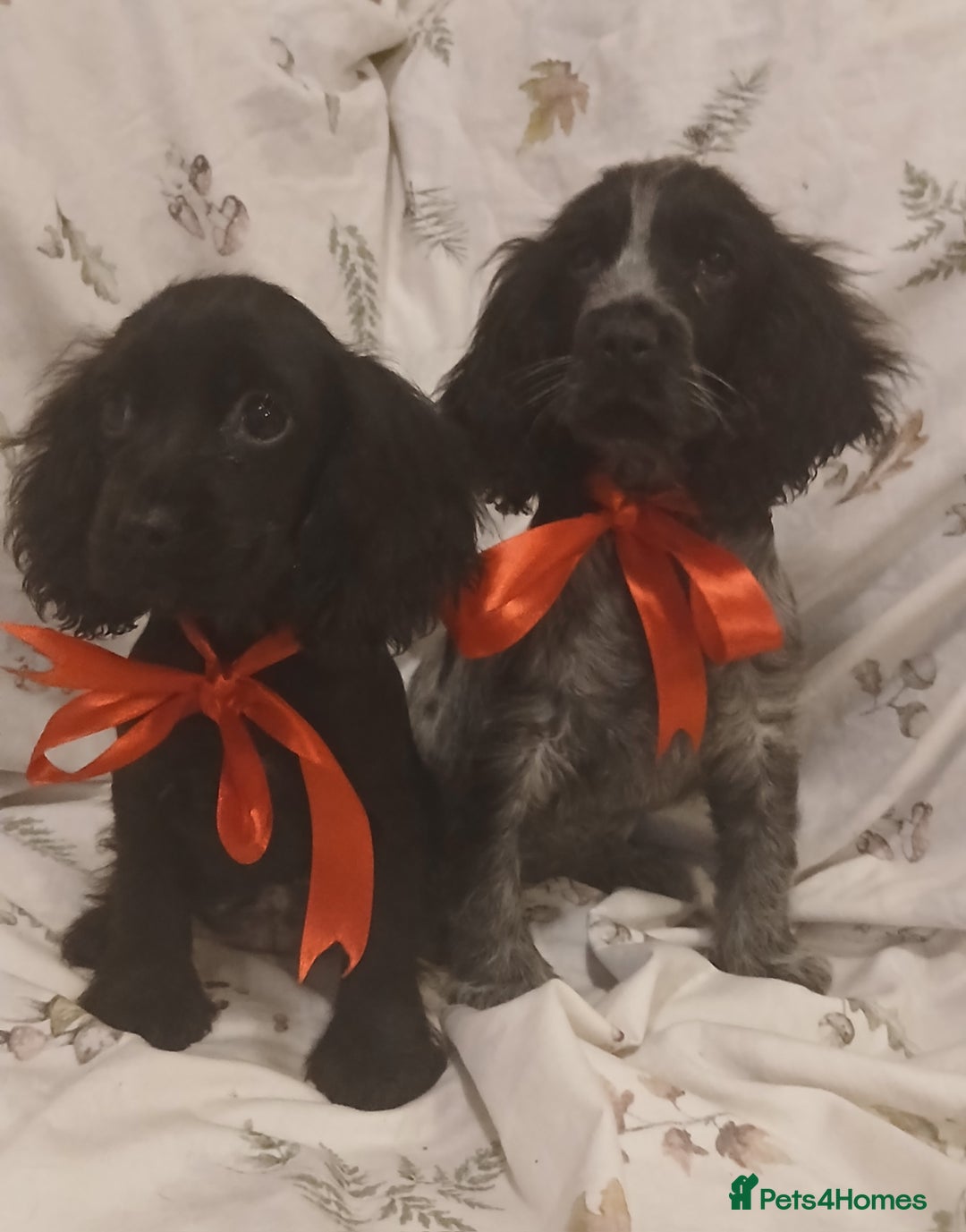 Cocker Spaniel dogs for sale: cocker spaniels - Advert 11