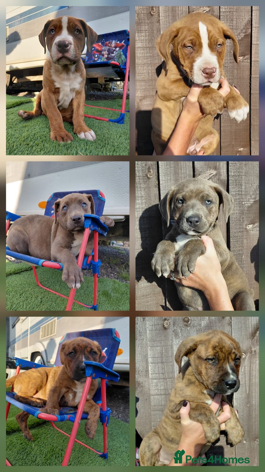 Mixed Breed dogs Stunning Bullmastiff x Pups - Advert 1