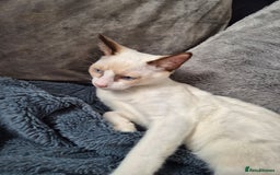 Snowshoe cats for sale:  pedigree Tica reg  snowshoes  READY NOW - Image 11