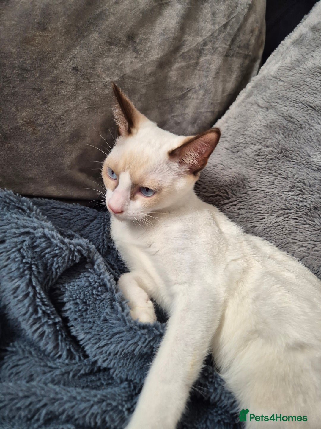 Snowshoe cats for sale:  pedigree Tica reg  snowshoes  READY NOW - Image 11