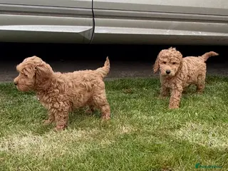 Cockapoo dogs Cockapoo Puppies F1b Show Type - Advert 6