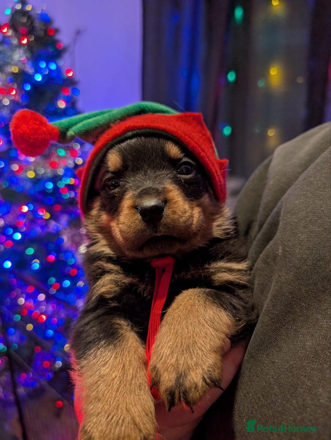 Rottweiler dogs for sale: 🐶 KC Rottweiler Puppies – German ADRK Bloodlines - Advert 1