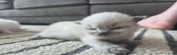 Ragdoll cats for sale: Health Tested Ragdoll Babies - Advert 7