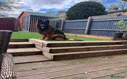 German Shepherd dogs for sale: German shepherd top class - Image 5