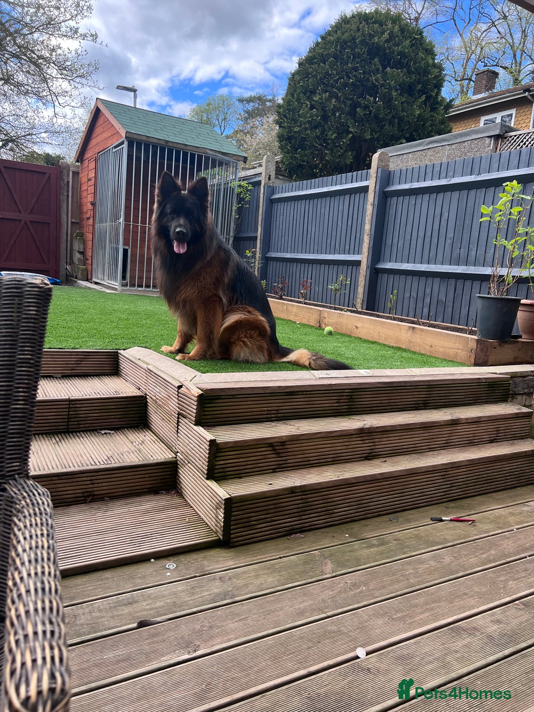 German Shepherd dogs for sale: German shepherd top class - Image 5
