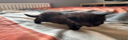 British Shorthair cats for sale: Kittens x4 - Advert 19