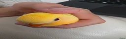 Lovebirds birds for sale: Super Tame, Cuddly, Hand-reared Baby Peachface  - Advert 3