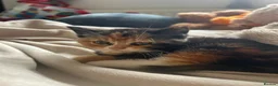 Mixed Breed cats for sale: Adorable Mixed Breed Kittens Ready For New Homes - Advert 33