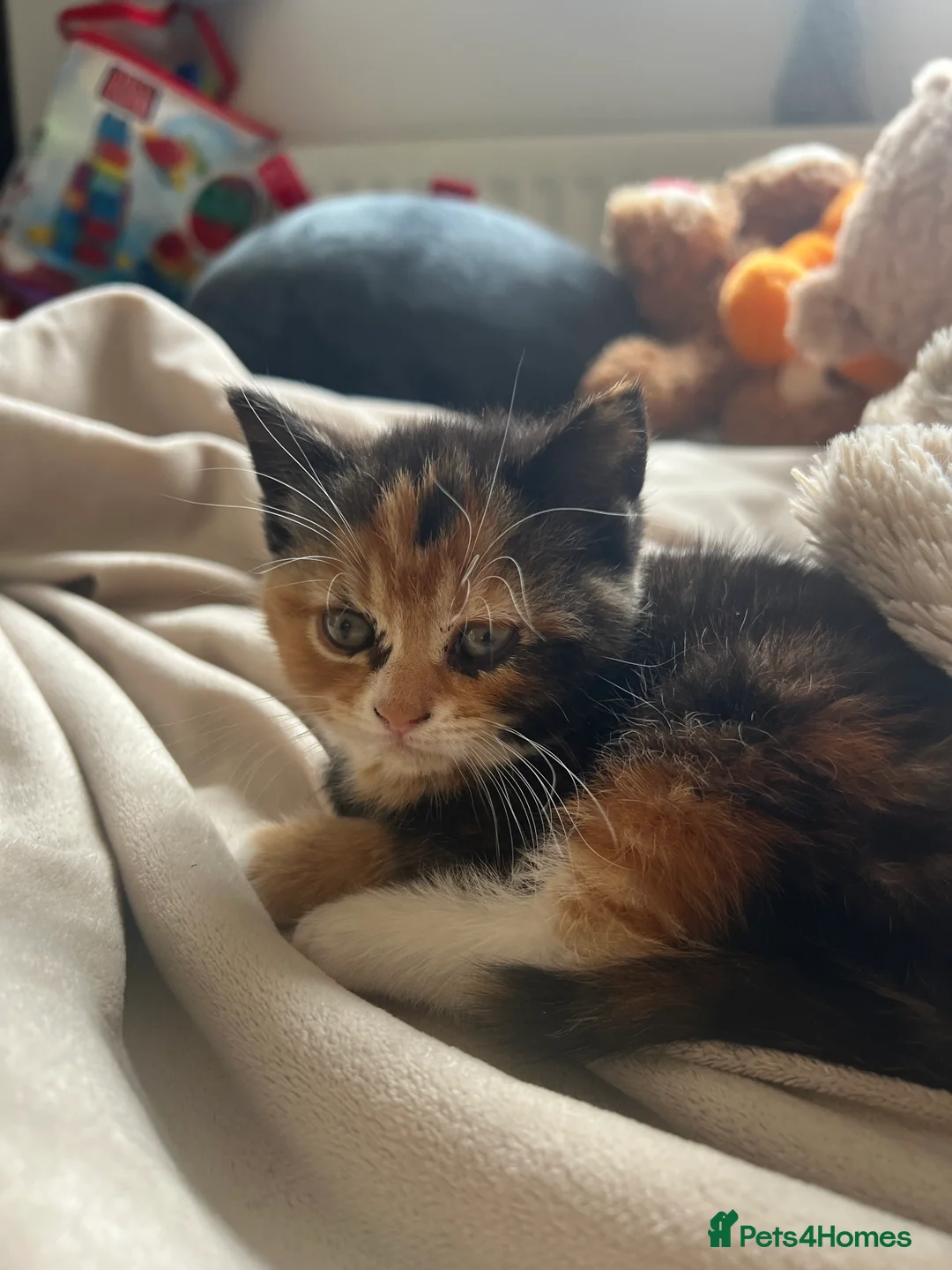 Mixed Breed cats for sale: Adorable Mixed Breed Kittens Ready For New Homes - Advert 33