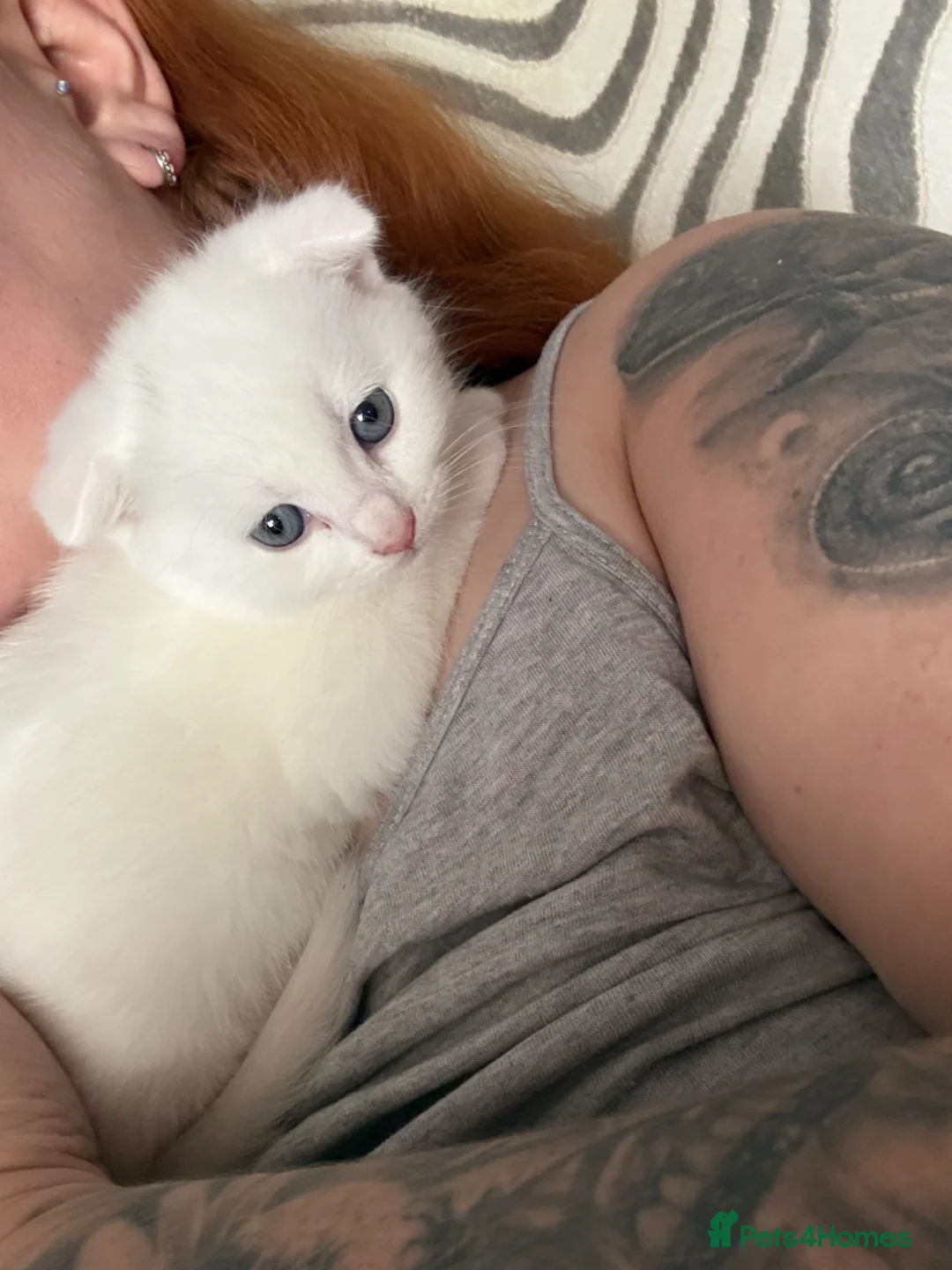 Scottish Fold cats for sale: White Scottish fold long and short hair kittens  - Advert 2
