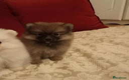 Pomeranian dogs for sale: Miniature Pomeranian puppies - Advert 3