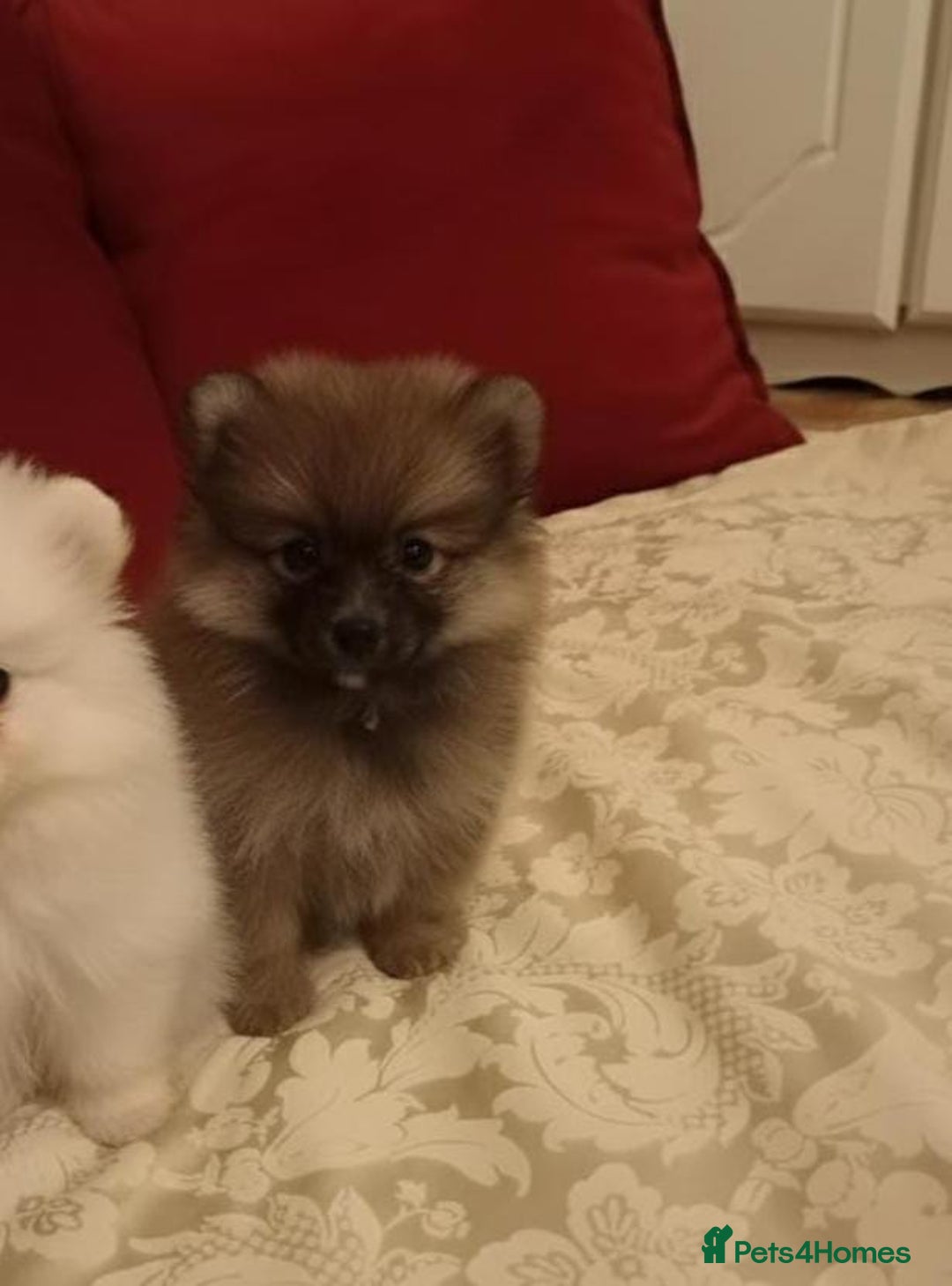 Pomeranian dogs for sale: Miniature Pomeranian puppies - Advert 3