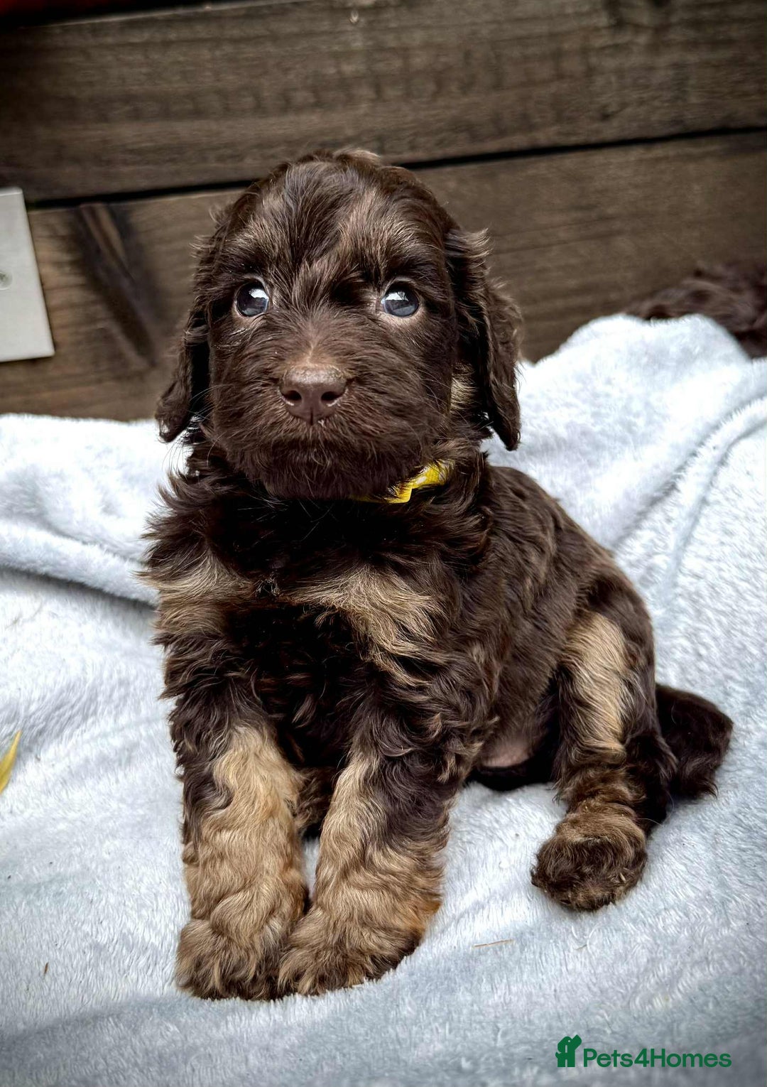 Cockapoo dogs for sale: 🤎🧡F1 Extensively Health Tested Cockapoos🧡🤎 - Image 15