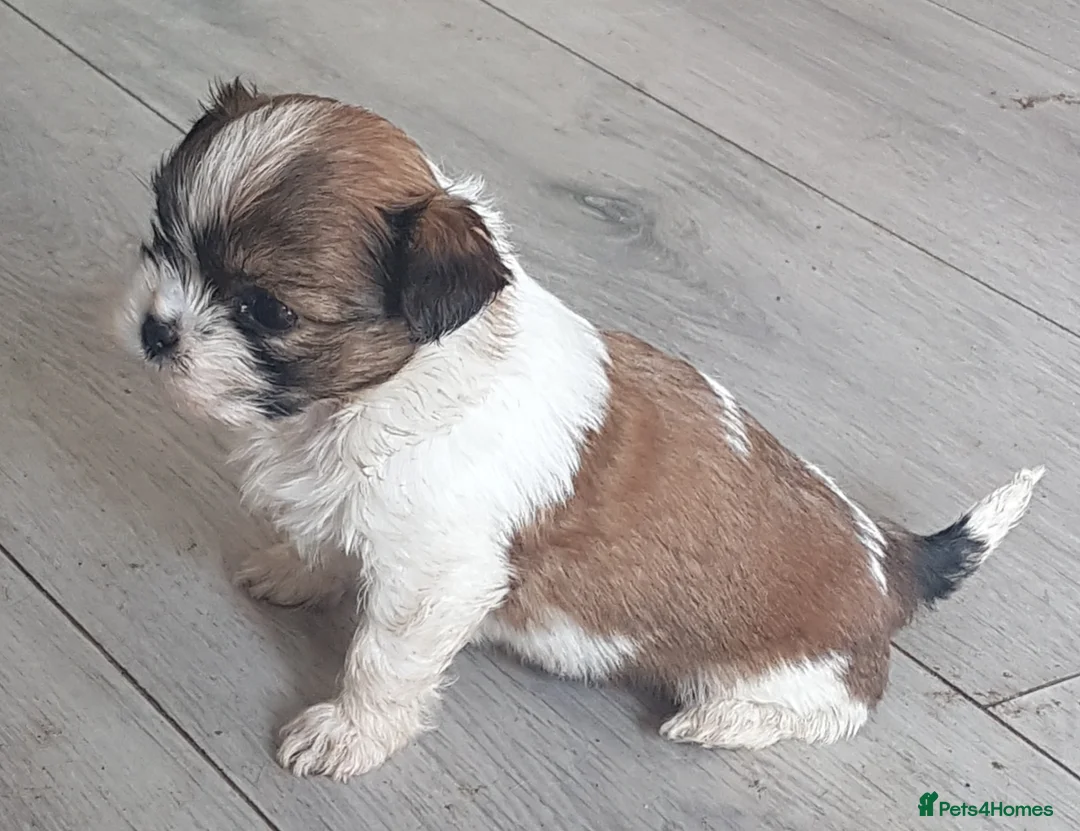 Mixed Breed dogs for sale: 5 beautiful mixed breed pups in Manchester - Advert 2