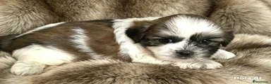 Maltipoo 1