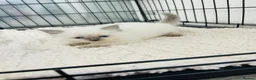 Ragdoll cats for sale: Kittens  - Advert 1