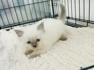 Ragdoll cats Kittens - Advert 10