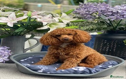 Cavachon dogs for sale: Cute Cavapoochons  - Image 7