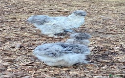 Chickens poultry for sale: Trio lavender splash American Silkie Bantams - Image 4