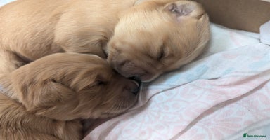 Golden Retriever dogs Golden retriver puppies (2 girls reserved) - Advert 7