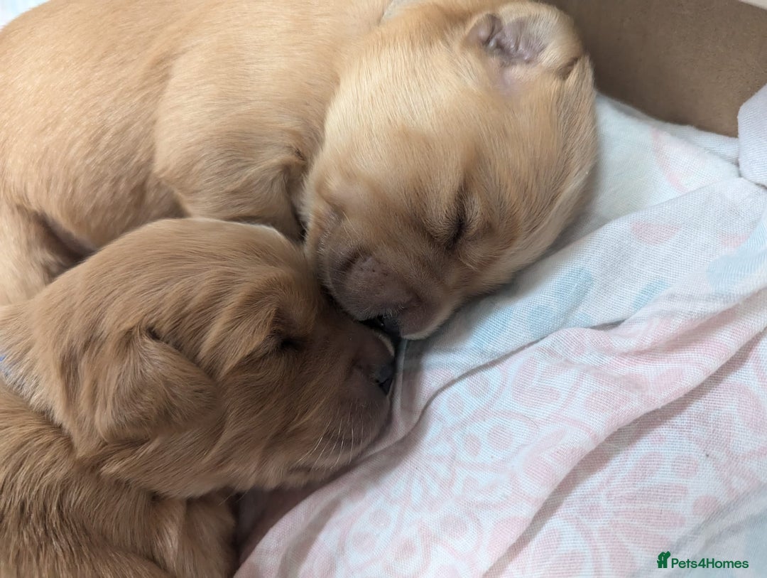 Golden Retriever dogs for sale: Golden retriver puppies (2 girls reserved) - Advert 2