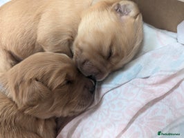 Golden Retriever dogs Golden retriver puppies (2 girls reserved) - Advert 12
