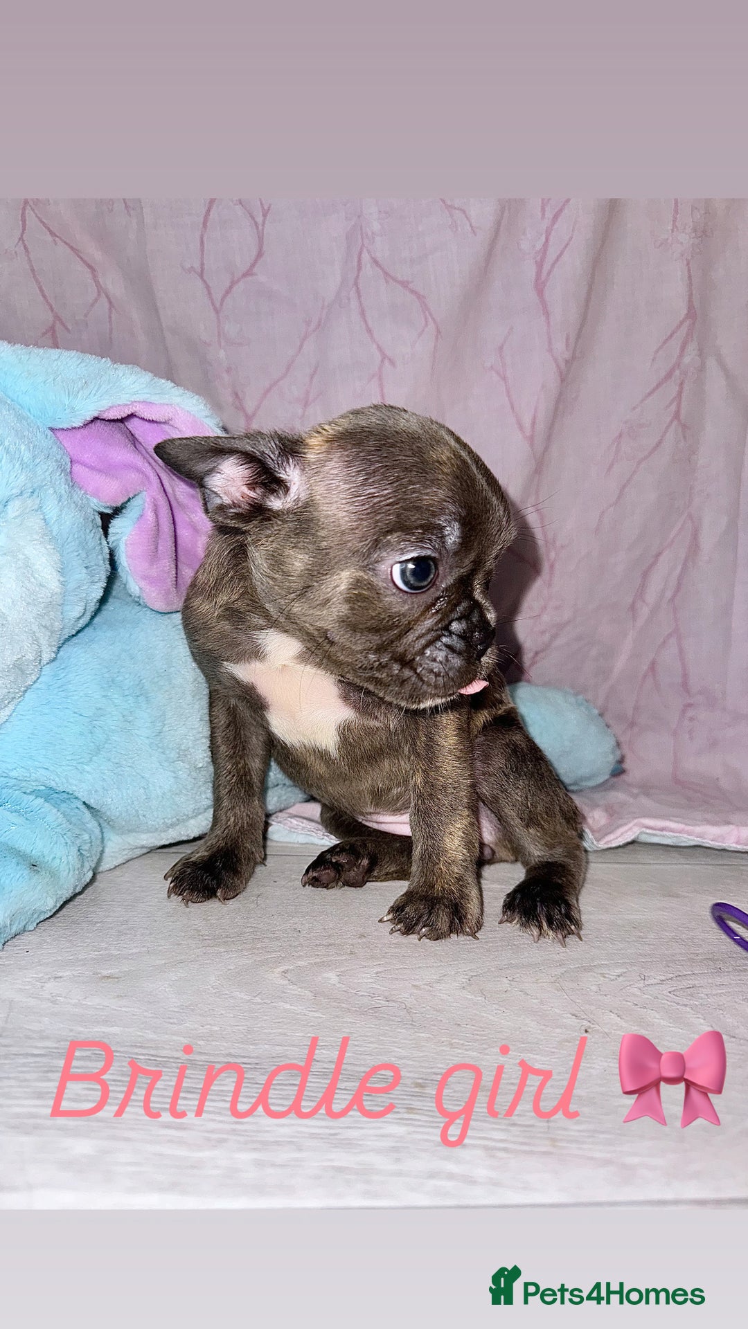 French Bulldog dogs for sale: Stunning French bulldogs 😍 - Image 5