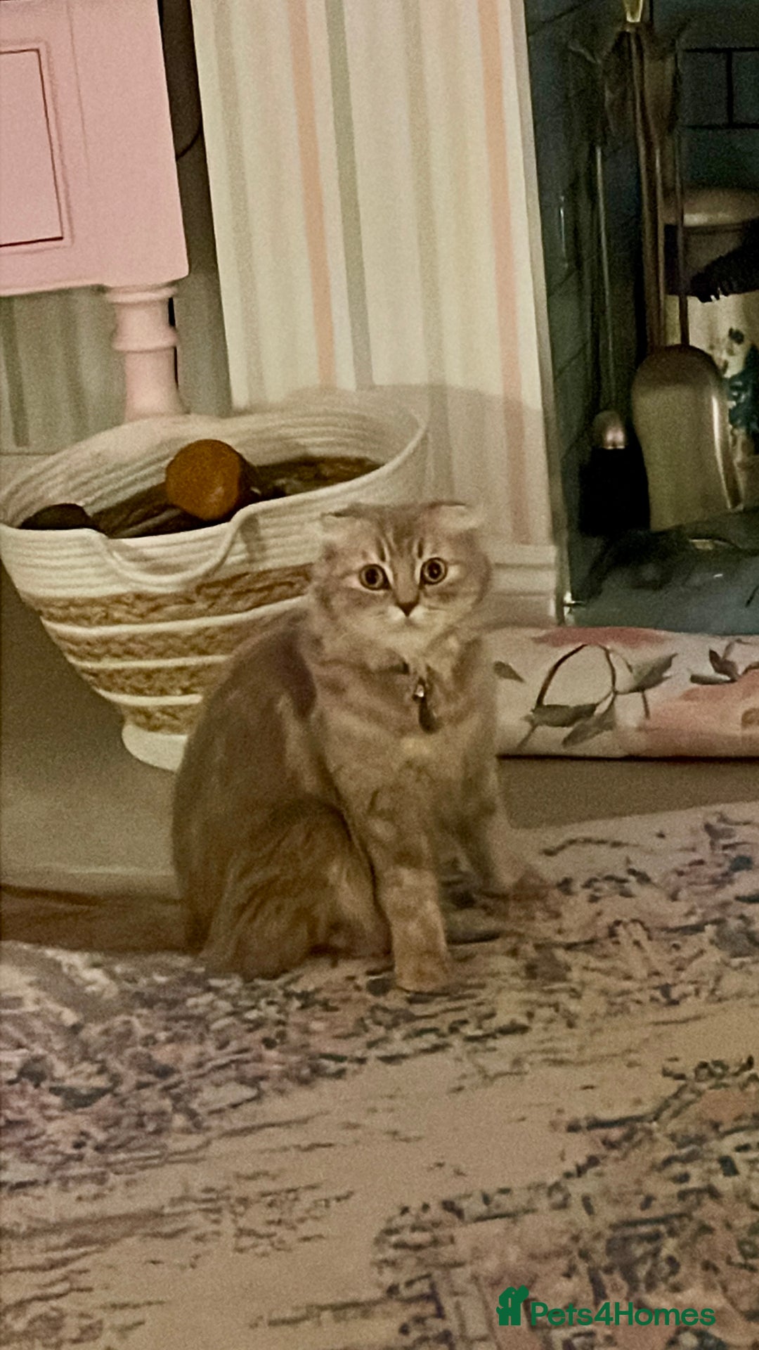 Ragdoll cats for sale: Exquisite, truly unique Ragdolls & Ragfold kittens - Advert 35