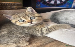 British Shorthair cats for sale: 💎Rare Silver & Spotted BSH Kittens ns 12 & n 24🐾 - Image 10