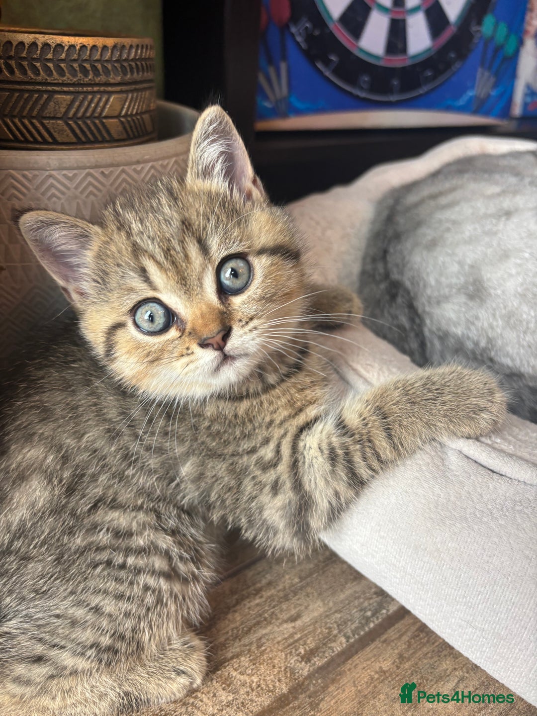 British Shorthair cats for sale: 💎Rare Silver & Spotted BSH Kittens ns 12 & n 24🐾 - Image 10