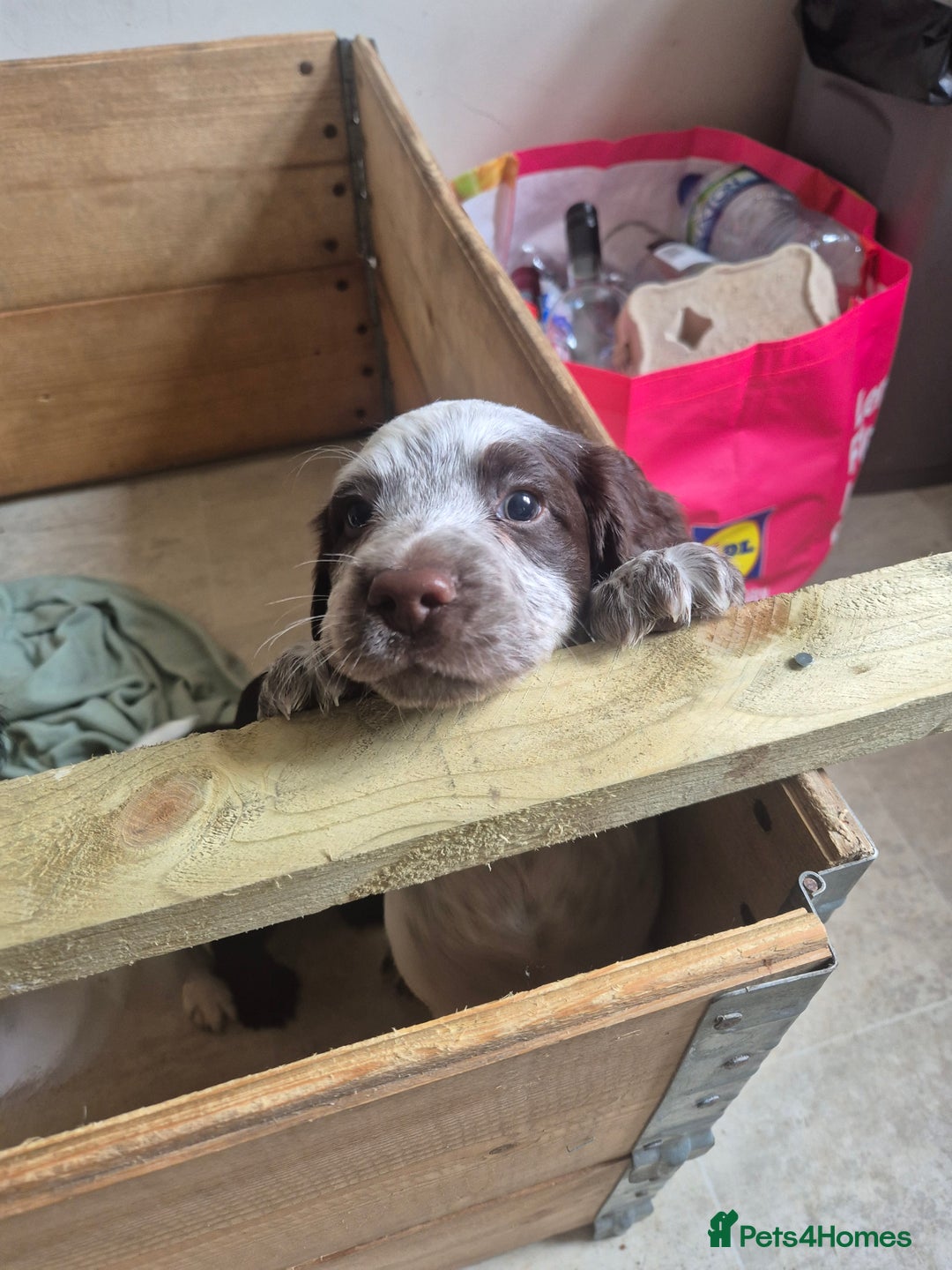 Cocker Spaniel dogs for sale: Beautiful chunky male cockers - Image 20